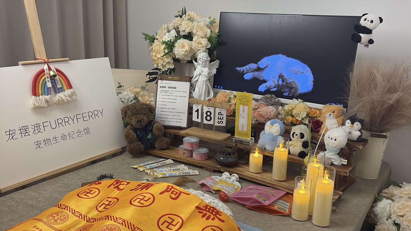 宠物离世前的征兆：沧州家长的临终陪伴清单