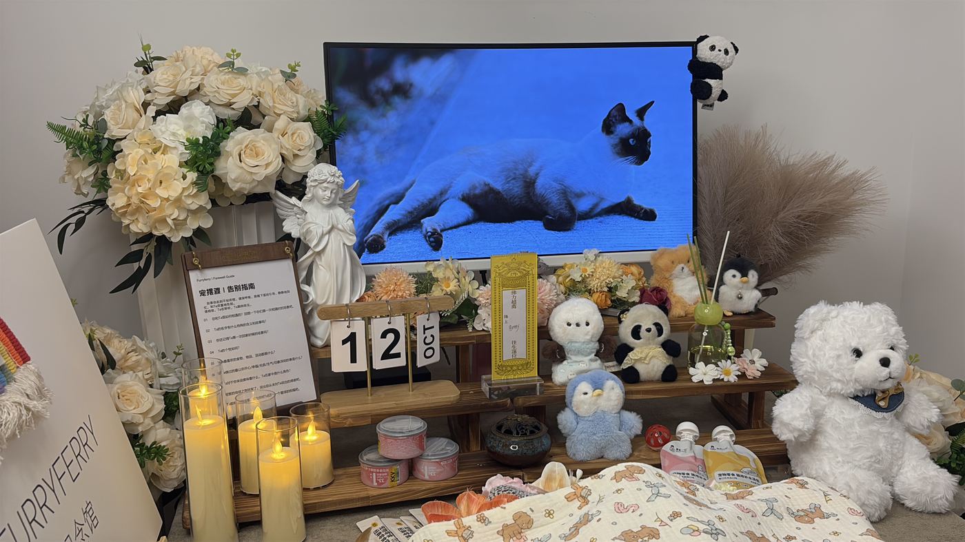 如何面对宠物离世的悲伤？写给沧州养宠人的心理支持