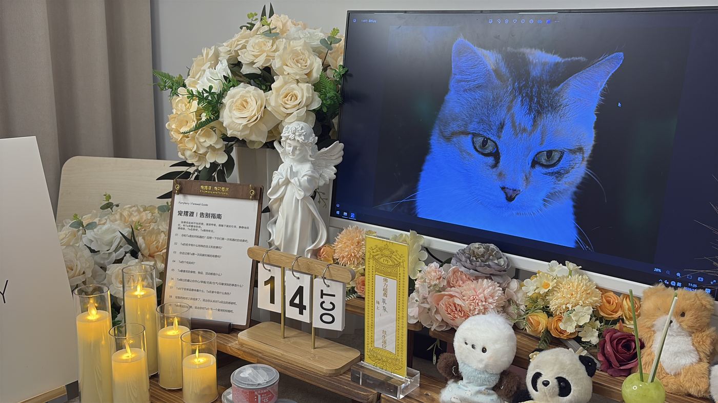 猫家庭特别提示